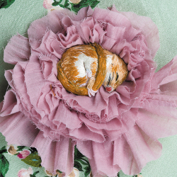 Dormouse 150mm Square Greetings Card by Artist Sarah J Perry