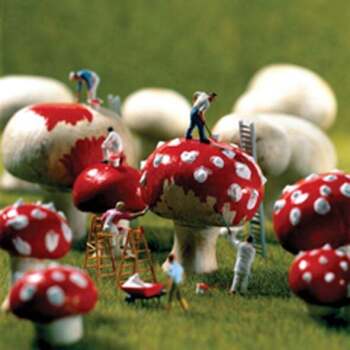 Toadstools 150mm Square Greetings Card by Akiko Ida and Pierre Javelle