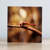 Greeting cards a collection of four Insect themed photographic greeting cards