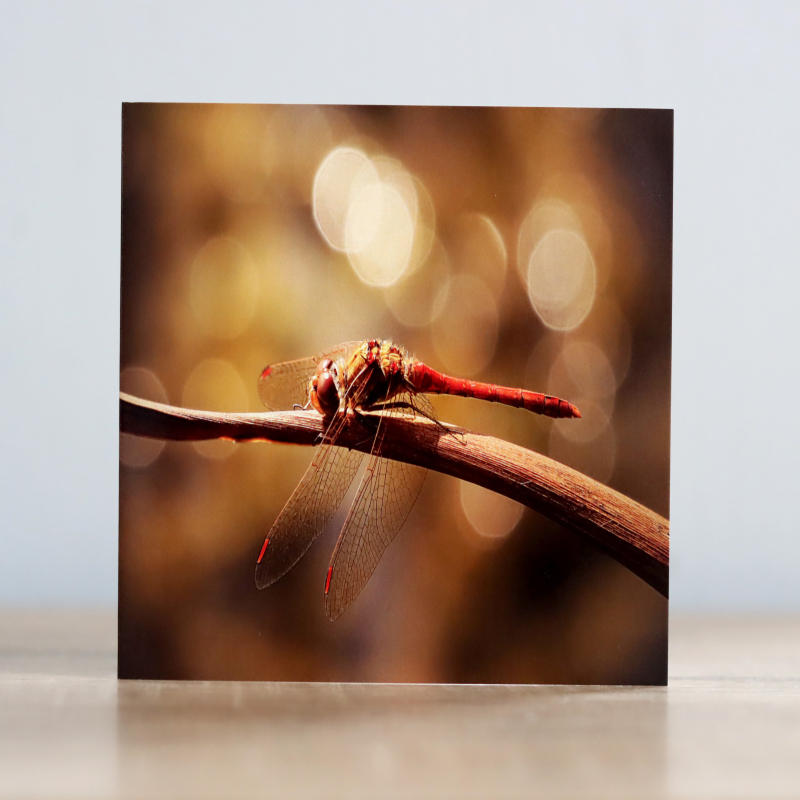 Greeting cards a collection of four Insect themed photographic greeting cards