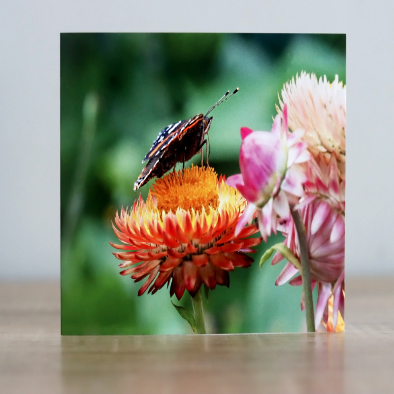 Greeting cards - A collection of four butterfly themed photographic greeting cards