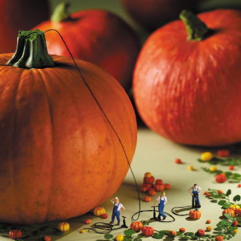 Holy Mackerel Pumpkings, a Minimiam blank greetings card, 150mm square, printed in the UK on board from sustainable sources