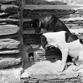 Holy Mackerel making friends retro black and white photographic card featuring a vintage image of dogs and cats - 15cm square and blank inside