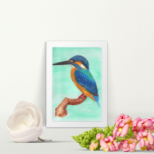 The common Kingfisher - A4 Print - Mounted