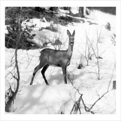 Deer in Snow - a 17.5 x 12.5cm Christmas Card from Holy Mackerel's Alternative Image Range of Festive Designs.