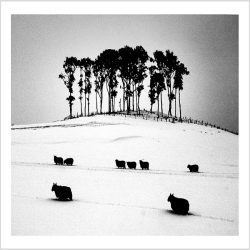 Sheep on Christmas Morning - a 17.5 x 12.5cm Christmas Card from Holy Mackerel's Alternative Image Range of Festive Designs.