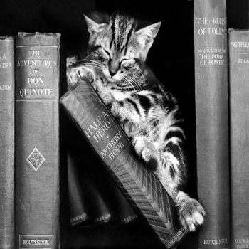 Holy Mackerel kitten with books retro black and white photographic card featuring a vintage image of a cat on a bookshelf - 12.6 x 17.7cm and blank inside