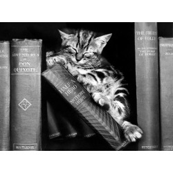 Holy Mackerel kitten with books retro black and white photographic card featuring a vintage image of a cat on a bookshelf - 12.6 x 17.7cm and blank inside