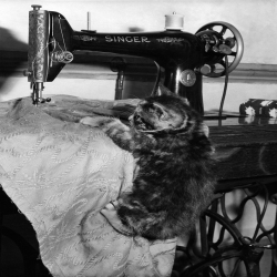 Holy Mackerel kitten sewing retro black and white photographic card featuring a vintage image of a cat dangling from a Singer machine - 12.6 x 17.7cm and blank inside