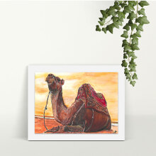 Sunset Camel - A4 Print - Mounted