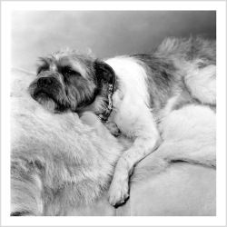 Holy Mackerel sleeping dog retro black and white photographic card featuring a vintage image of a pet having a nap - 15cm square and blank inside