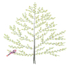 Beech Tree Greeting Card