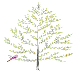 Beech Tree Greeting Card