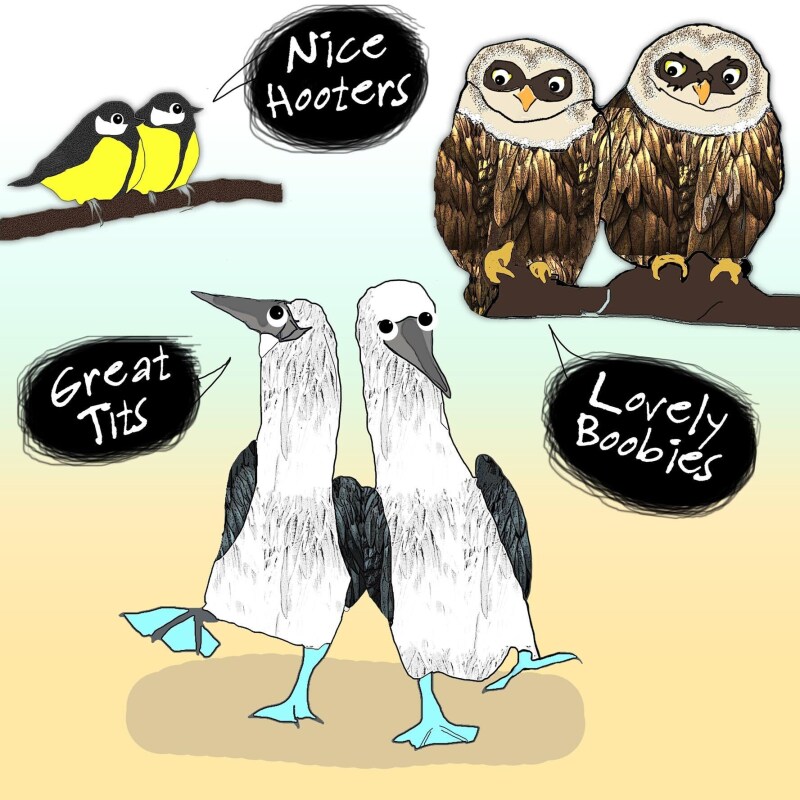 Funny Bird Card | Birds | Garden Birds | Tits | Birds Birthday Card