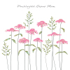 Echinacea Penblwydd Hapus Mam (Happy Birthday Mum)