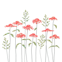 Echinacea Greeting Card