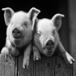 Holy Mackerel pig pals retro black and white photographic card featuring a vintage image of cute piglets looking over a fence - 12.6 x 17.7cm and blank inside