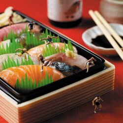 Holy Mackerel Sushi sprint, a Minimiam blank greetings card, 150mm square, printed in the UK on board from sustainable sources