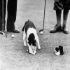Holy Mackerel child care retro black and white photographic card featuring a vintage image of a cat and her kittens on the golf course - 12.6 x 17.7cm and blank inside