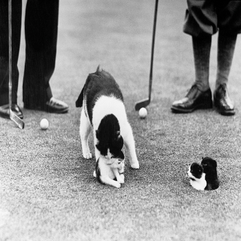 Holy Mackerel child care retro black and white photographic card featuring a vintage image of a cat and her kittens on the golf course - 12.6 x 17.7cm and blank inside