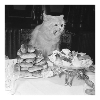 Holy Mackerel that cat that got the cream retro black and white photographic card featuring a vintage image of a pet surrounded by cakes - 15cm square and blank inside