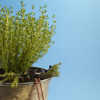 Thyme Management 150mm Square Greetings Card by Akiko Ida and Pierre Javelle