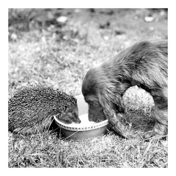 Holy Mackerel dog and hog sharing a drink retro black and white photographic card featuring a vintage image of a spaniel puppy and hedgehog - 15cm square and blank inside