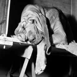 Holy Mackerel sleeping dog retro black and white photographic card featuring a vintage image of a sleepy basset hound- 12.6 x 17.7cm and blank inside