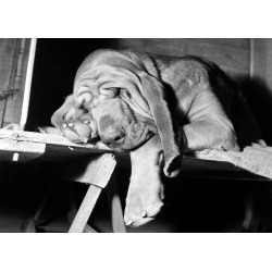 Holy Mackerel sleeping dog retro black and white photographic card featuring a vintage image of a sleepy basset hound- 12.6 x 17.7cm and blank inside