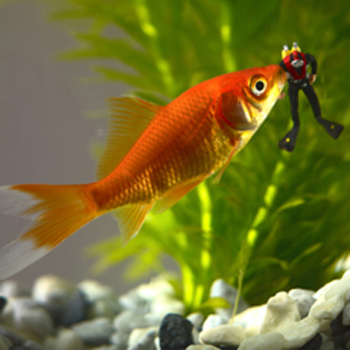 When Goldfish Attack 150mm Square Greetings Card by Akiko Ida and Pierre Javelle