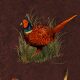 GAME BIRDS - COCOA