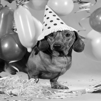 Holy Mackerel sausage dog with party hat retro black and white photographic card featuring a vintage image of a dachshund - 12.6 x 17.7cm and blank inside