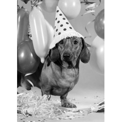 Holy Mackerel sausage dog with party hat retro black and white photographic card featuring a vintage image of a dachshund - 12.6 x 17.7cm and blank inside