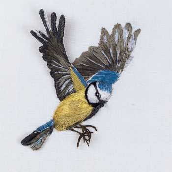 Blue tit Coming in to Land 150mm Square Greetings Card by Sarah J Perry