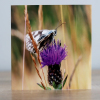 Greeting cards - A collection of four butterfly themed photographic greeting cards