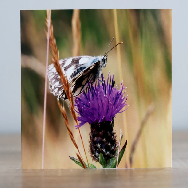 Greeting cards - A collection of four butterfly themed photographic greeting cards