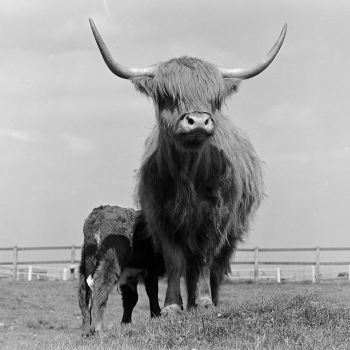 Holy Mackerel Highland cow retro black and white photographic card featuring a vintage image of Scottish cattle - 15cm square and blank inside