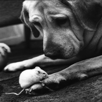 Holy Mackerel friends retro black and white photographic card featuring a vintage image of a labrador dog and a mouse - 12.6 x 17.7cm and blank inside