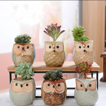 Cute Owl Bonsai Pots with Bamboo Tray