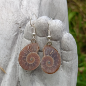 Ammonite Fossil Sterling Silver 925 Earrings