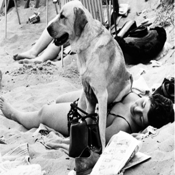 Holy Mackerel labrador retro black and white photographic card featuring a vintage image of a dog sitting on his owner at the beach - 12.6 x 17.7cm and blank inside