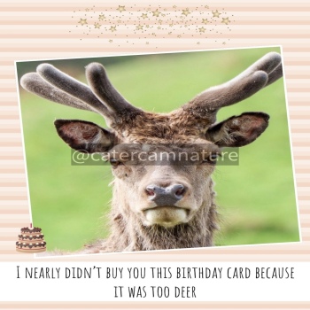 Birthday Card- Too Deer