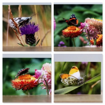 Greeting cards - A collection of four butterfly themed photographic greeting cards