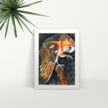 Barn Owl - A4 Print - Mounted