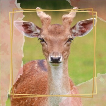 Dunham Massey - National Trust