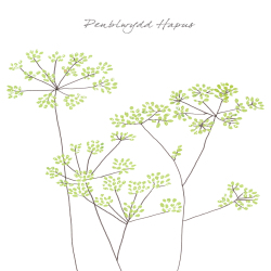 Fennel Penblwydd Hapus (Happy Birthday)