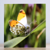 Greeting cards - A collection of four butterfly themed photographic greeting cards