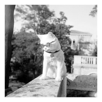 Holy Mackerel cool cat retro black and white photographic card featuring a vintage image of puss in sunglasses - 15cm square and blank inside