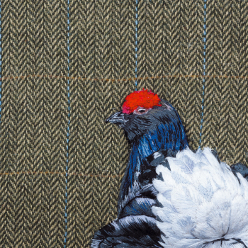 Black grouse on Herringbone 150mm Square Greetings Card by Sarah J Perry