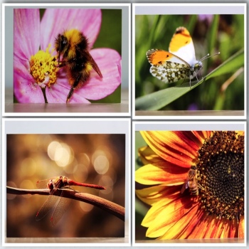 Greeting cards a collection of four Insect themed photographic greeting cards